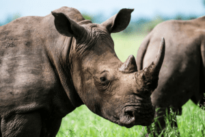 Two grey rhinos representing economic risk of reluctance to act on climate change